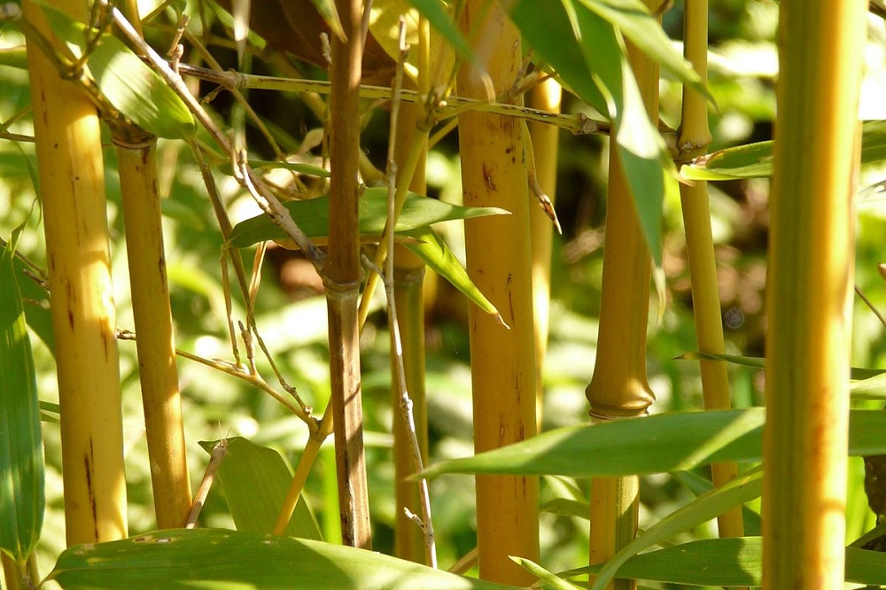 The Different Types Of Bamboo That You Should Know About