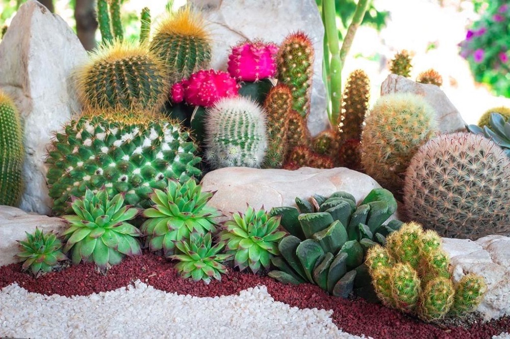 t5-2 Amazing cactus garden ideas you could try for your backyard
