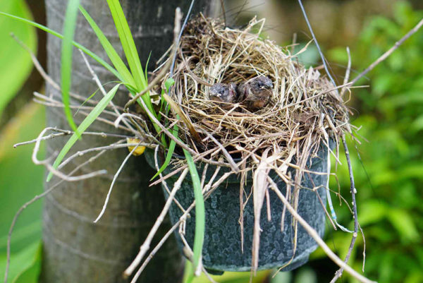 nest keeps saying im away